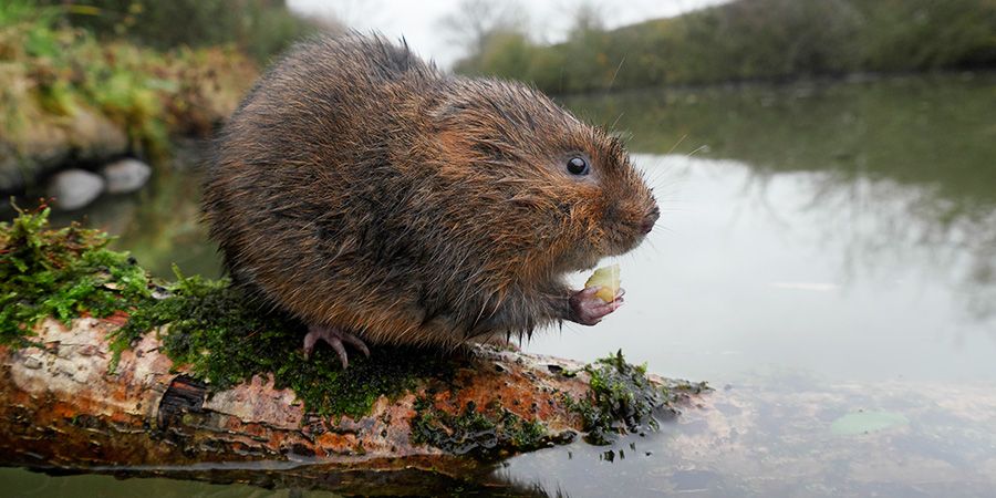 Giving Nature A Home On Our Canals 