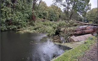 Fallen tree