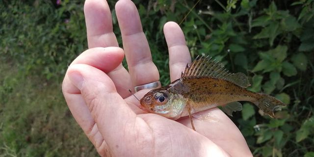 Becoming a lure angler | Canal & River Trust