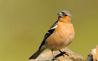 Chaffinch on a branch