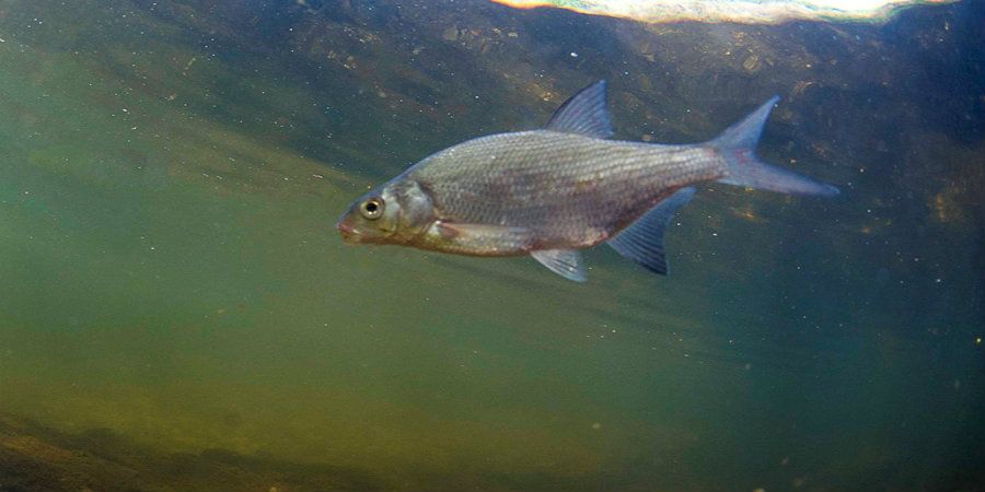 Bream | Types of fish