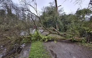 Fallen tree. Blocking towpath and restricting nav