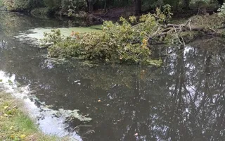 Fallen Tree