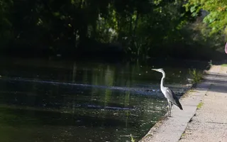 A heron stands next to the canal as a cyclist passes by