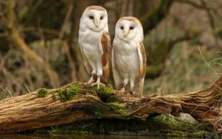 Two barn owls with heart-shaped faces and white feathers perch on a log by the side of the canal.