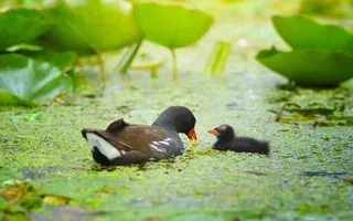 Moorhen and chick
