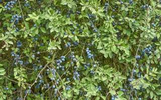 Blackthorn hedgerow