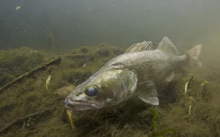 Zander, courtesy of Jack Perks