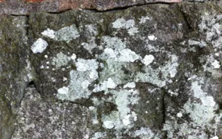 White lichen on stone