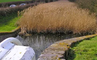 Droitwich Canal full of reeds before restoration