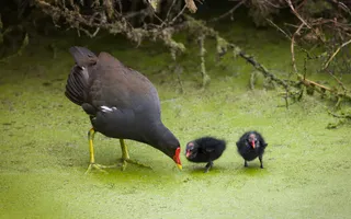 A moorhen and two chicks peck at green water fern covering the surface of the canal