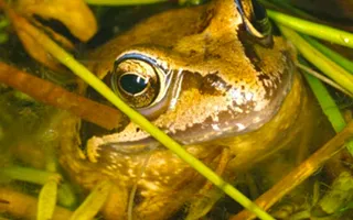 A common frog emerging from the water