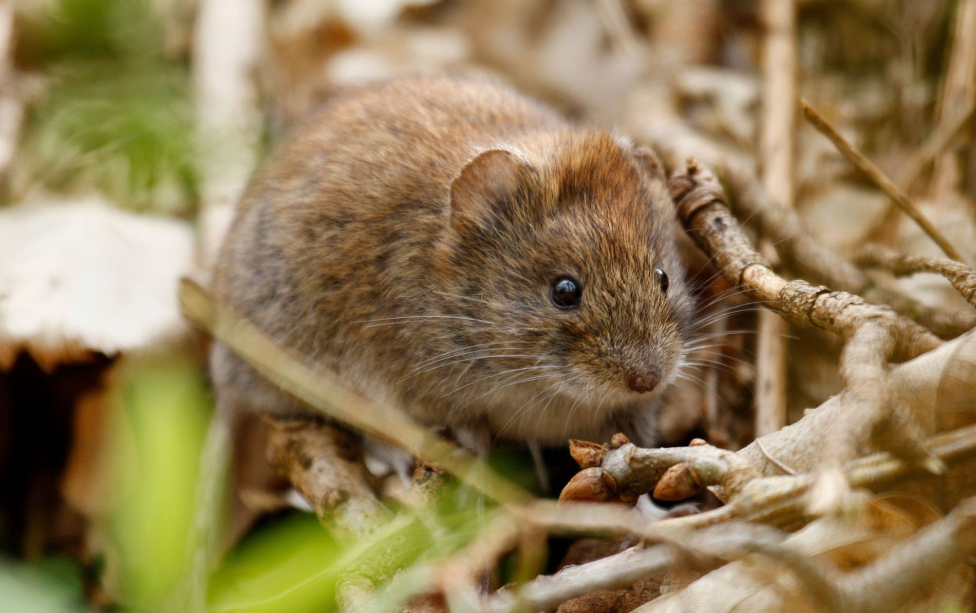 Bank Vole Canal Wildlife