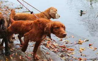 Walking dogs on the Peak Forest Canal