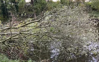 Fallen tree