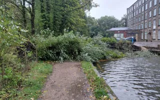 Fallen tree