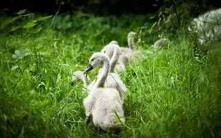 A line of geese following each other through tall grass