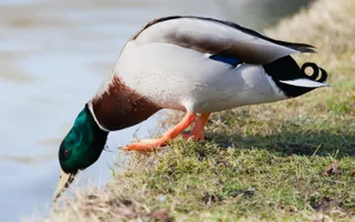 Duck about to jump into canal