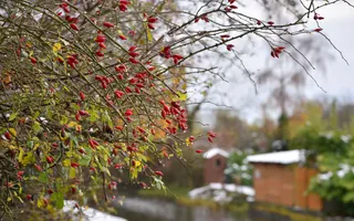A rose bush with small, oval-shaped red berries next to a snowy towpath.