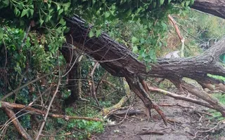 Fallen tree blocking towpath