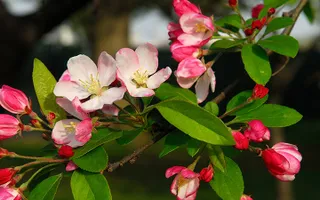 Flowering crab apple tree