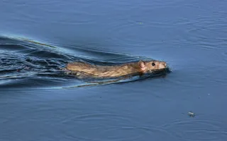A brown rat swims with its head lifted slightly out of the water and its body mostly submerged.