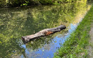 Log in the waterway