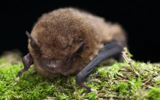 A soprano pipistrelle bat with brown fur sits on moss in a dark space