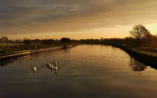 Swans paddling on a canal during an orange sunset