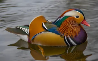 A colourful mandarin duck in bright oranges, blues, greens, reds, and purples swims in the canal.