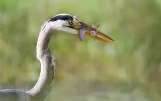 A heron stands tall with two small fish caught in its long, sharp bill.
