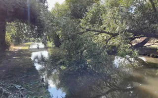 Fallen tree blocking navigation.