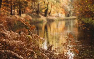 Bracken turns golden brown in autumn and winter.