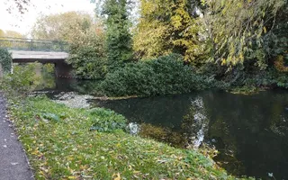 Fallen tree restricting navigation