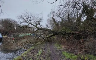 Tree down past Bridge 3A