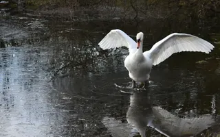 A swan on an icy canal
