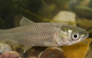 A silvery fish with a large eye and slender body.
