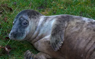 Seal on the banks of the Tees