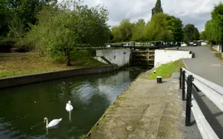Swans at Hanwell Locks