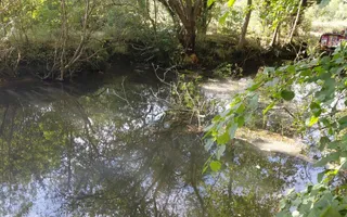 Tree across navigation River Stort