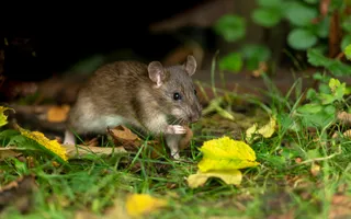 A small grey-brown rat with rounded ears and a pointed snout crawls through grass and autumn leaves.