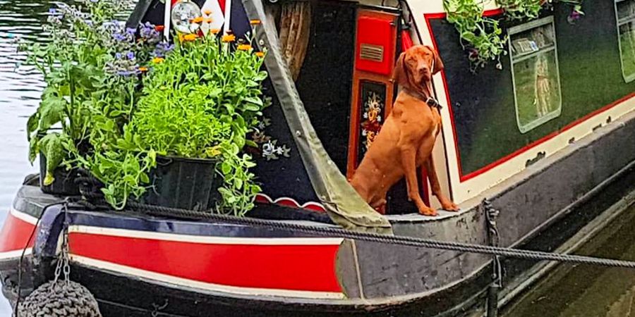 Keep Your Dog Safe Whilst Boating | Canal & River Trust