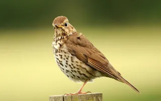 Song thrush sitting on fence post