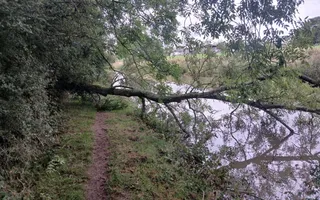 Tree going across towpath and restricting canal.