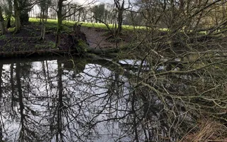 Fallen tree between bridges 64 & 65