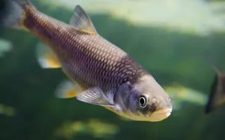 A small slender fish with brown scales.