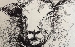 Scretch of a sheep
