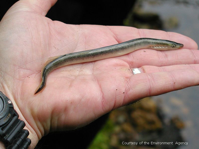 Brook Lamprey Rare And Protected Fish Species