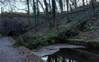 Fallen tree North side of Chirk Tunnel