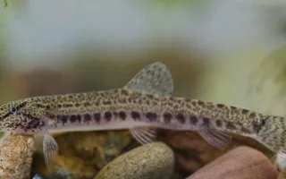Spined loach, copyright Jack Perks